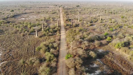 Flug-über-Baobab-Wald-In-Madagaskar