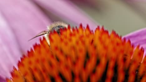 abeja melífera recolecta polen de una flor de cono púrpura y naranja