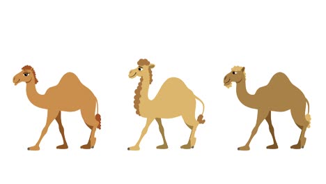 camels cycle