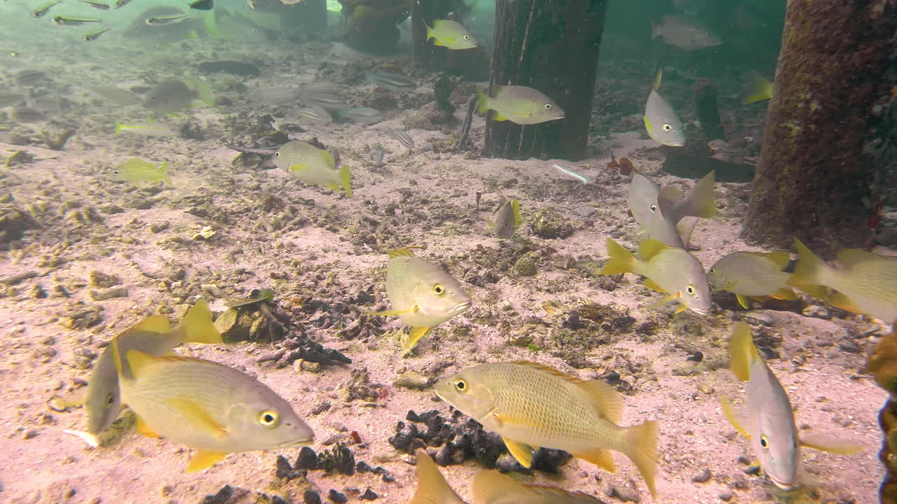 Schoolmaster Snappers Swimming Under The Sea. - underwater shot