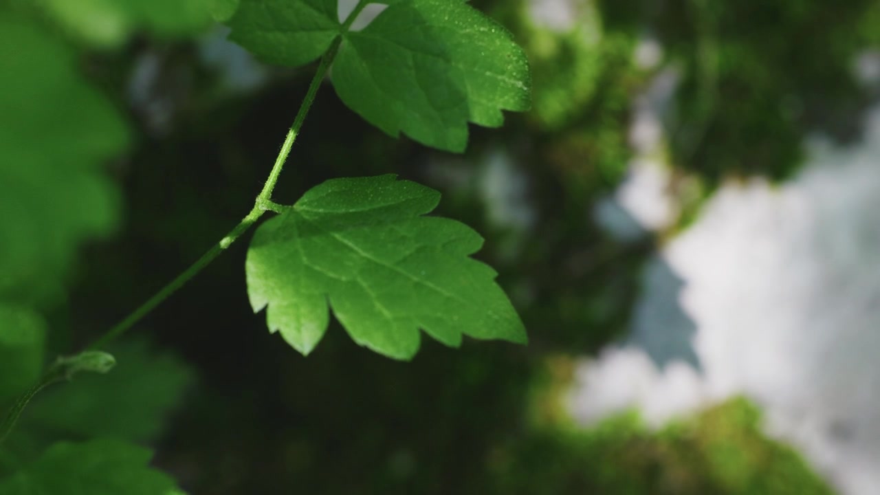 A cinematic close-up of vibrant green leaves softly illuminated by sunlight deep inside a lush mountain forest