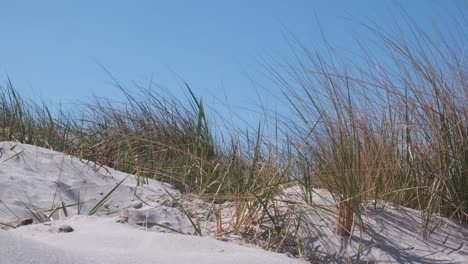 The-sun-shines-on-a-dune-on-the-beach-at-the-baltic-sea