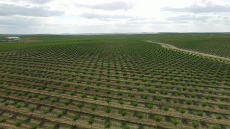 4K-Antenne-In-Eine-Unglaublich-Riesige-Olivenölbaumfarm-In-Portugal