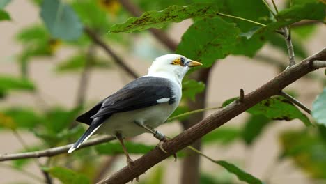 close up shot of an endangered bird species, a black-winged myna, acridotheres melanopterus perched on tree branch amidst the forest, wondering around its surroundings, spread its wings and fly away