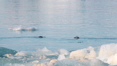 two seals swimming in sea water with floating ice floes in iceland