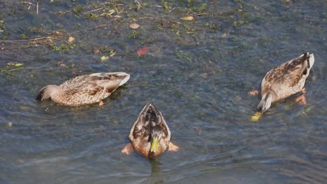 ducks eating from the bottom of the river