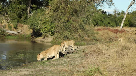 wide shot of three lionesses arriving at the waterhole and drinking, greater kruger