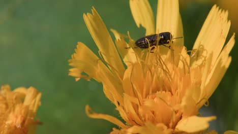 small sparkling black insect eating a yellow flower on a sunny day