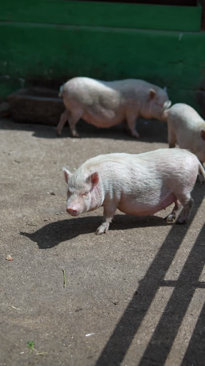 새끼 돼지 세 마리