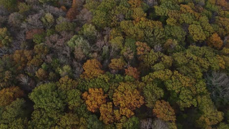 Vista-Aérea-Del-Bosque-En-Otoño