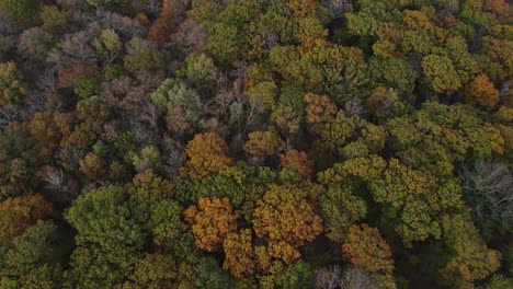 vista aérea del bosque en otoño