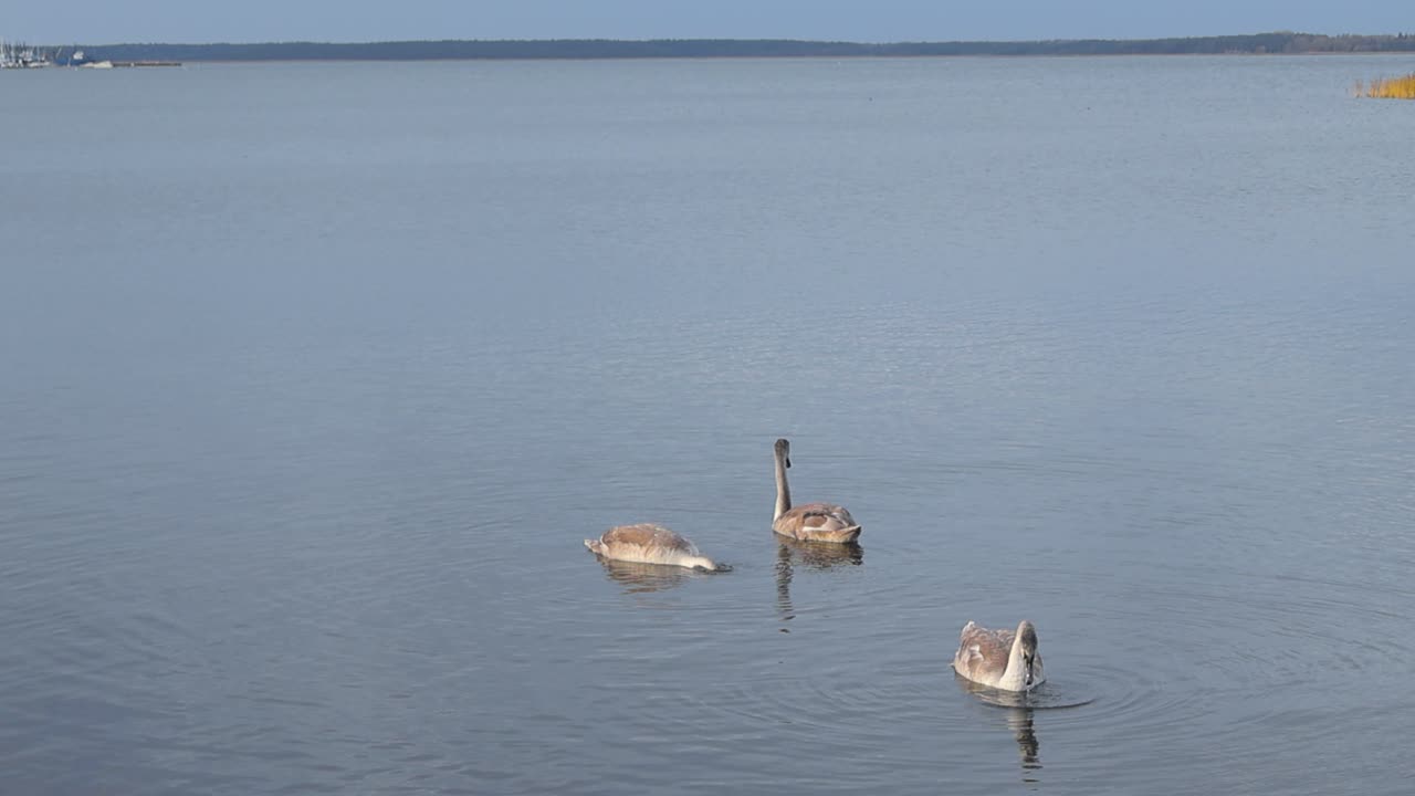 Three swans on ocean sea water swimming and feeding of seaweed and fish by dipping their necks into the water during a cloudy day at Haapsalu promenade during late summer or autumn time in slow motion