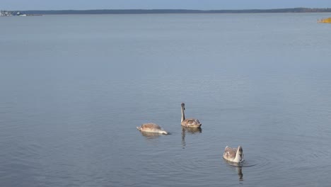 three swans on ocean sea water swimming and feeding of seaweed and fish by dipping their necks into the water during a cloudy day at haapsalu promenade during late summer or autumn time in slow motion