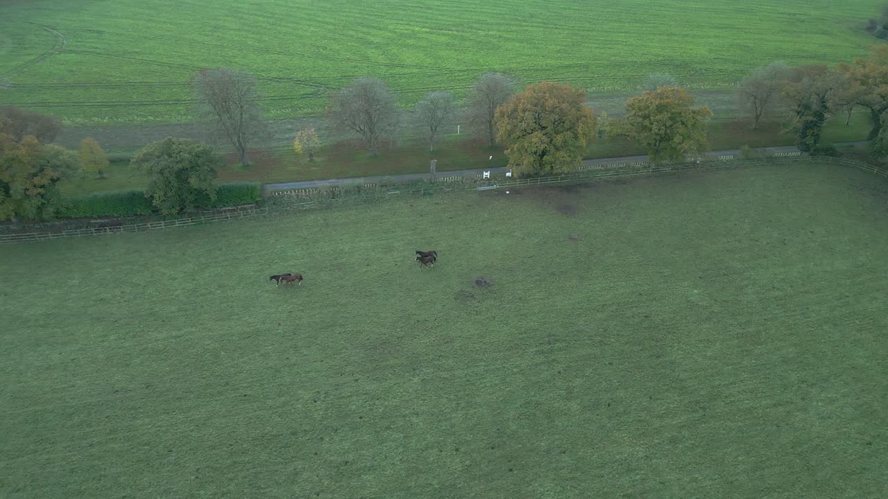 disparando sobre un prado donde los caballos están pastando en una tierra agrícola ubicada en las afueras de thetford, al este de londres en el reino unido