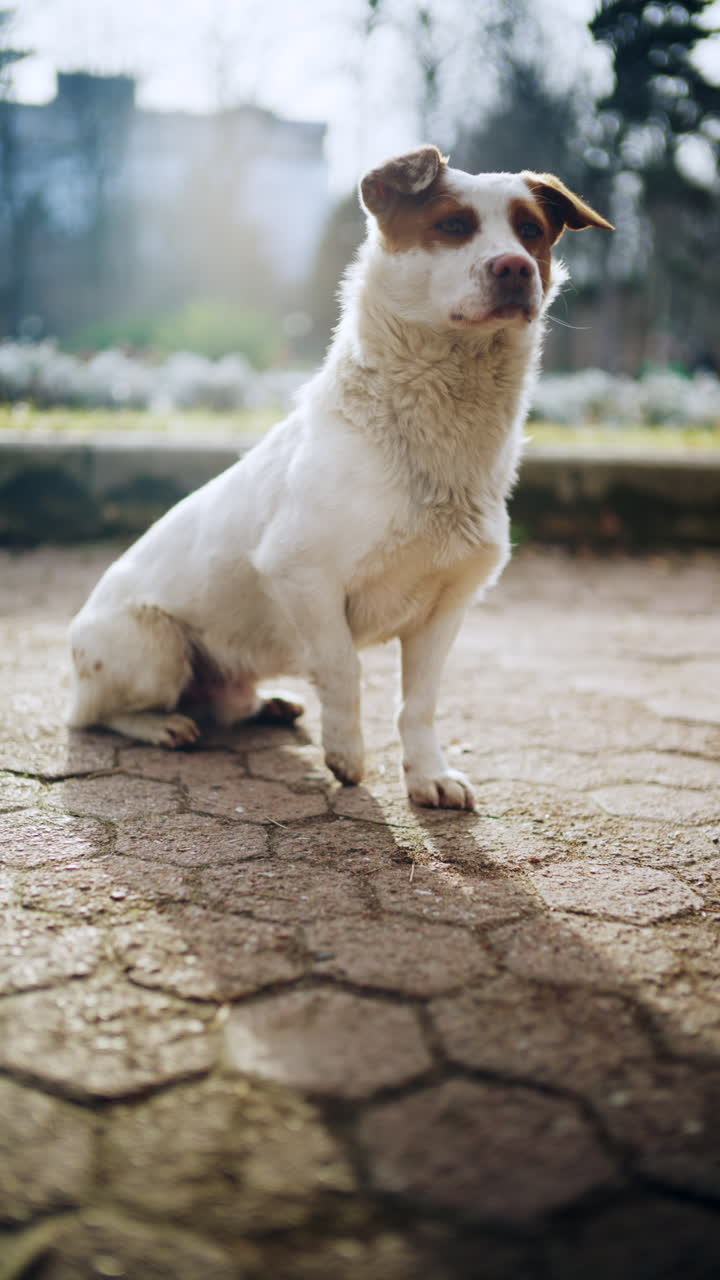 Anjing kecil putih cokelat beristirahat di trotoar batu di luar ruangan di bawah sinar matahari alami. Vertikal.