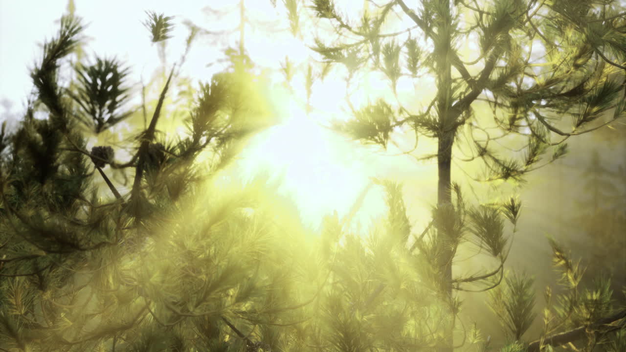 Sunlight filters through tree branches in a serene forest setting