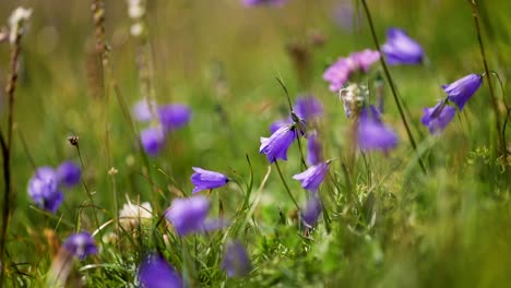 Abstrakter-Hintergrund-Von-Alpenblumen.