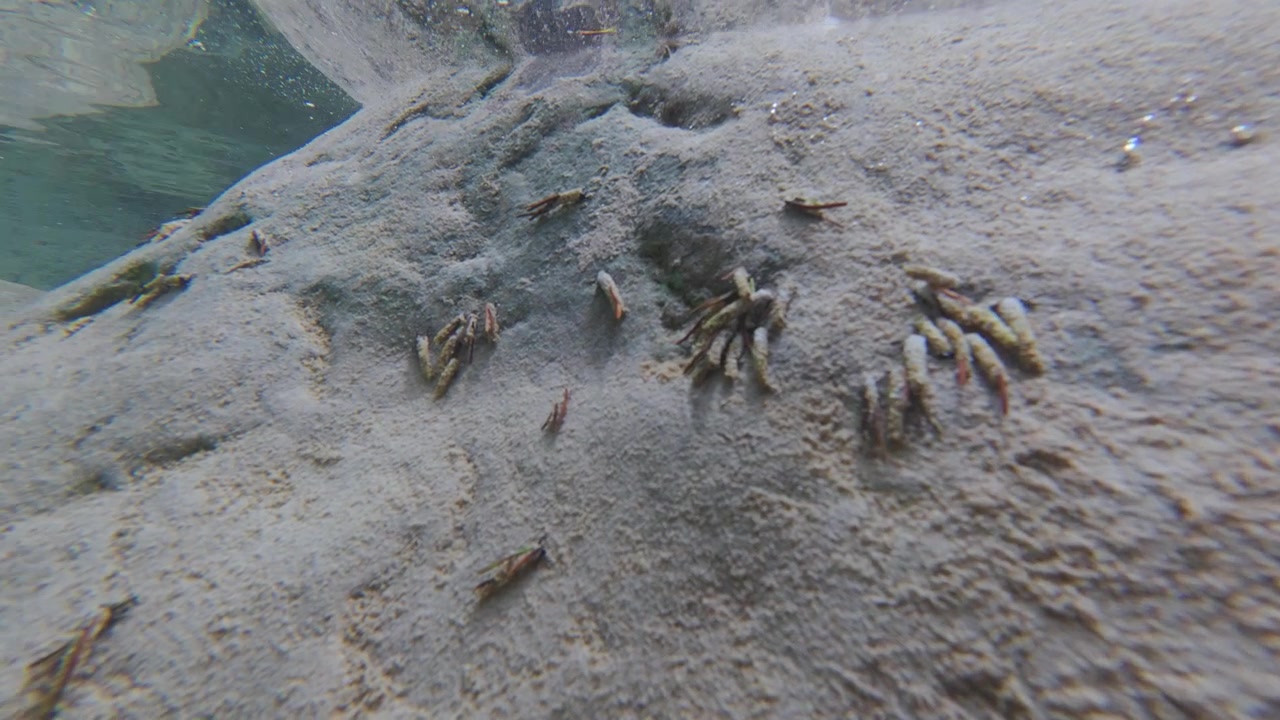 Larva lalat capung bergerak perlahan melintasi bebatuan terendam di perairan jernih Sungai Soča, menampilkan habitat alami mereka di bawah air.