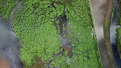 vista de drones de la contaminación del río por jacinto de agua