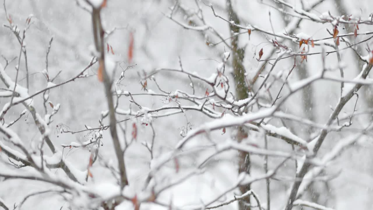 폭설의 배경에 나뭇가지입니다. 겨울 풍경 아래로 떨어지는 눈 조각.
