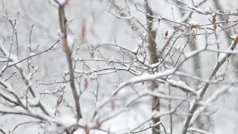 tree branches on the background of snowfall. flakes of snow falling down winter landscape.