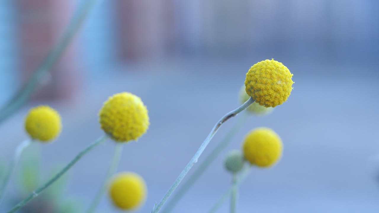 PRIMO PIANO di un fiore Billy Button dorato in un giardino