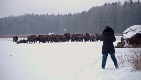 wildlife photographer taking pictures to european bison in the forest of bialowieca national park, poland at winter