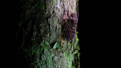 This-Giant-Cicada-Climbing-a-Tree-in-the-Night,-Megapomponia-intermedia,-found-in-the-jungles-of-Thailand