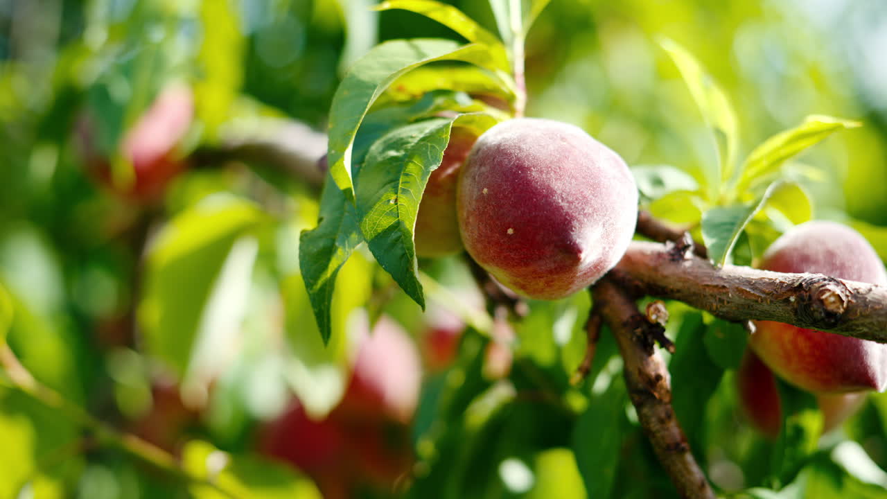 Close up of ripe peaches on a tree branch in the sun