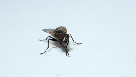 volando y frotándose _micro lente