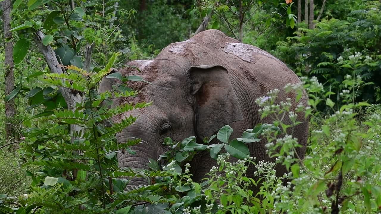 los elefantes asiáticos son especies en peligro de extinción y también son residentes de tailandia