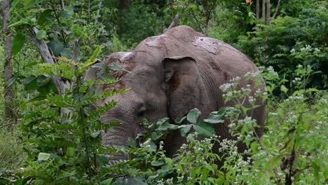 Los-Elefantes-Asiáticos-Son-Especies-En-Peligro-De-Extinción-Y-También-Son-Residentes-De-Tailandia