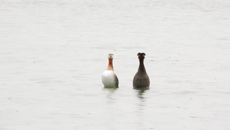 Red-necked-grebe-doing-courtship-mating-dance-into-river-water