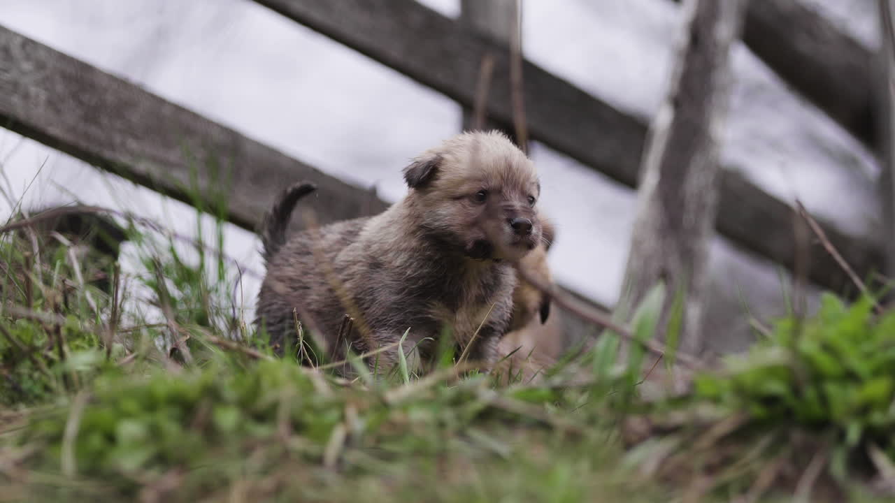 Three Puppies in the Grass