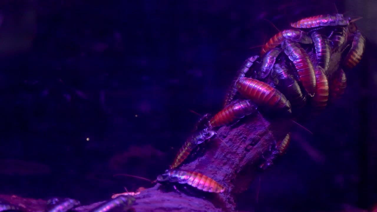 나무 에 있는 많은 바벌레 들 의 가까운 모습