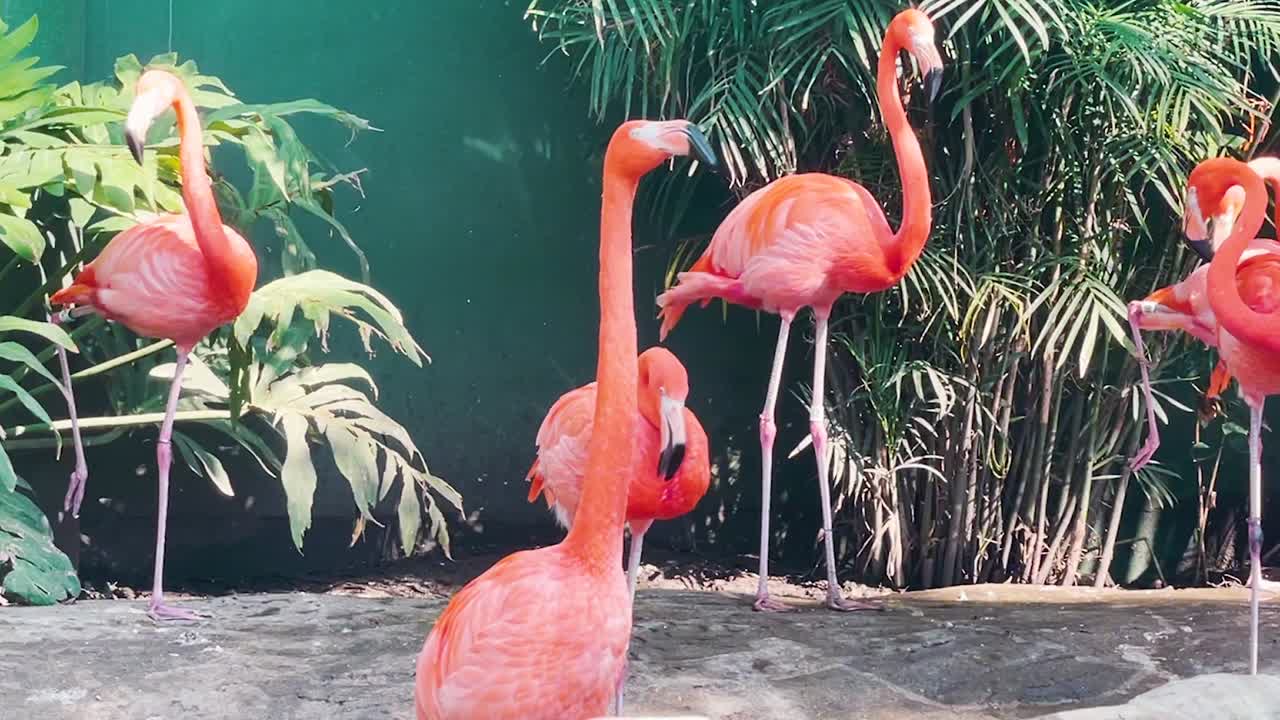 동물원의 핑크 플라밍고