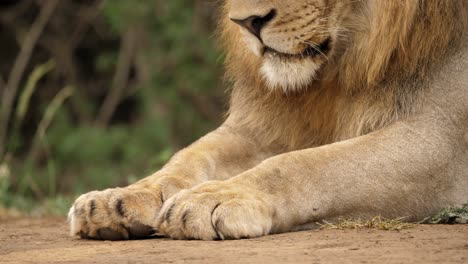 Closeup-Tilt-Down-from-Lion-Face-to-Paws,-Tilt-Up-from-Feet-Back-to-Head