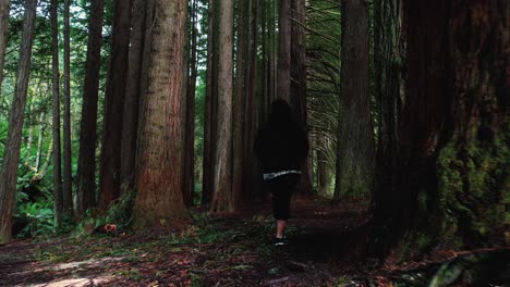 drone sigue a una niña explorando el bosque de secuoyas de california