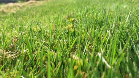 Low-angle-macro-close-up-of-moving-through-grass-blades