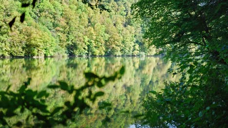 focus shift on early autumn forest in various shades of green reflected in a lake