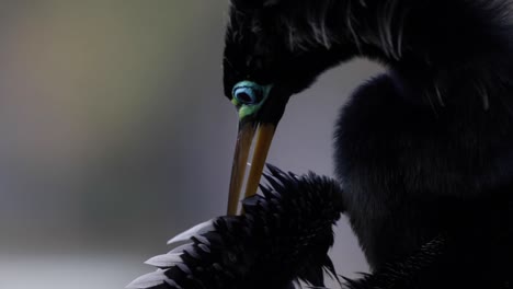 extreme close up of anhinga bird cleaning its wing, snakebird, darter bird, water turkey