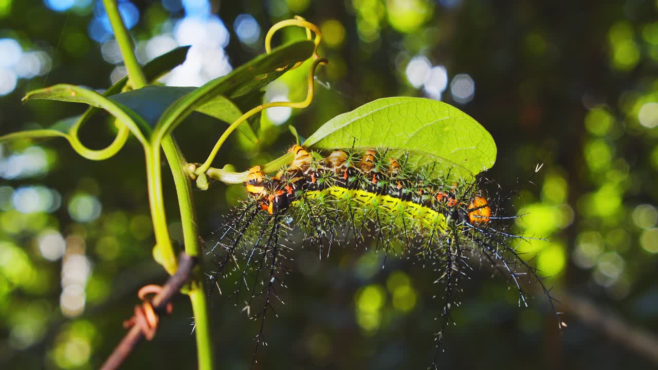A vibrant green Moth caterpillar with bright spines rests on a leaf in Peru’s Amazon rainforest.