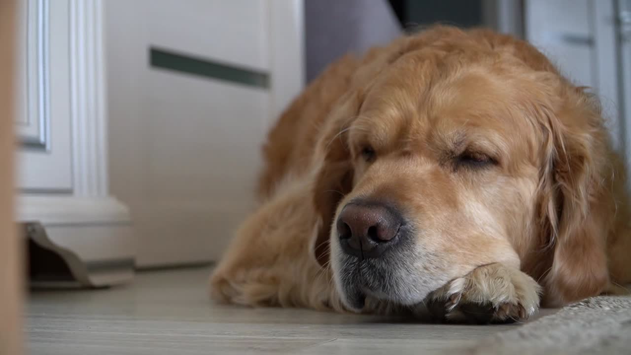 Golden Retriever Dog Sleeping At Home, Lying On The Floor In A Room