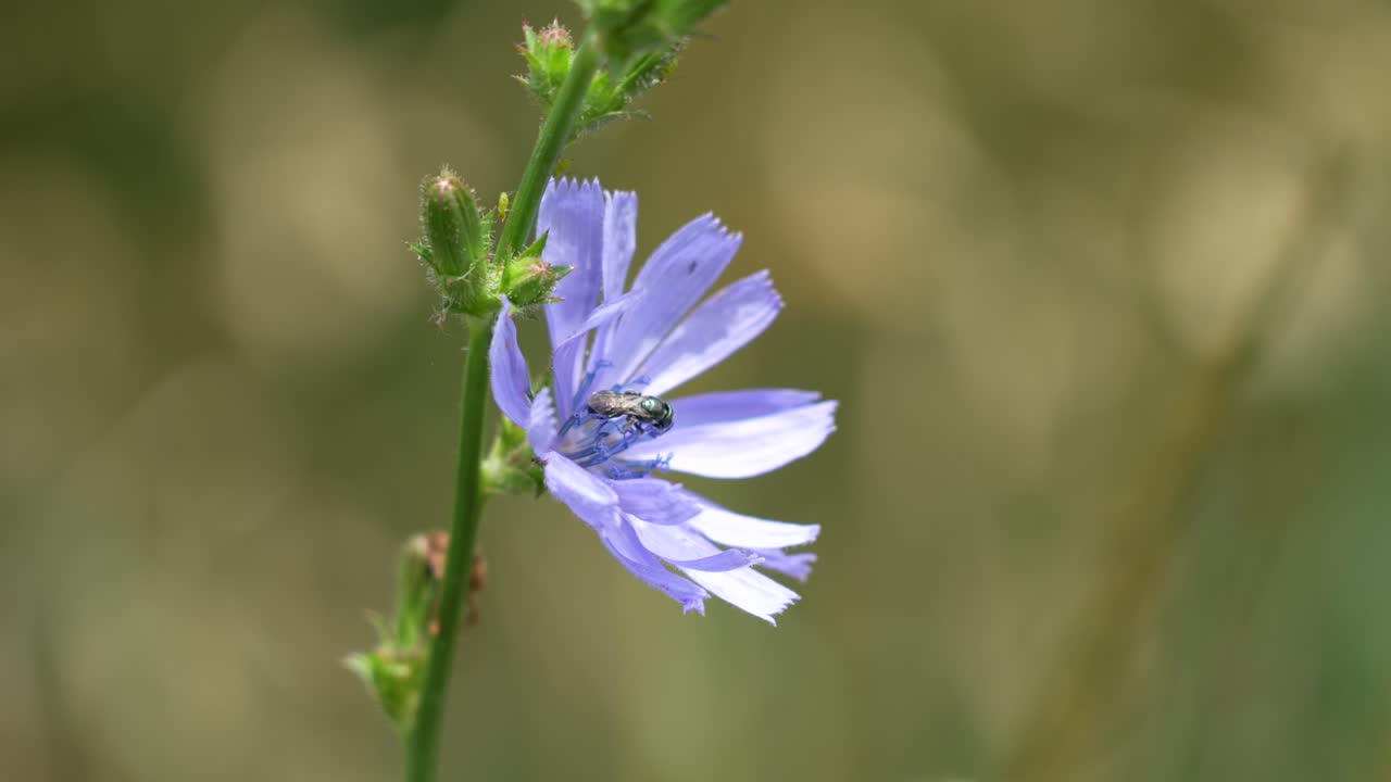 una planta de achicoria azul moviéndose en la brisa con una abeja arrastrándose dentro de ella