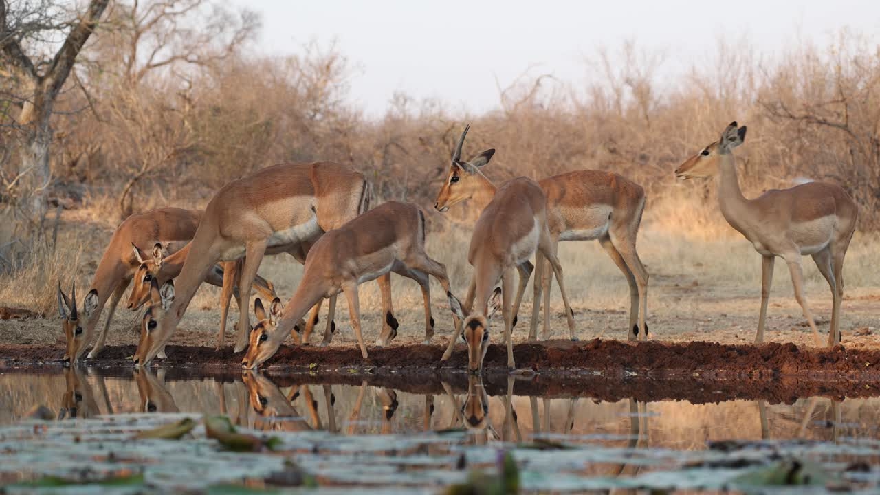 A herd of impala antelopes drinking at a waterhole in front of an underground hide, Greater Kruger.