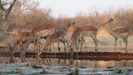 a herd of impala antelopes drinking at a waterhole in front of an underground hide, greater kruger.