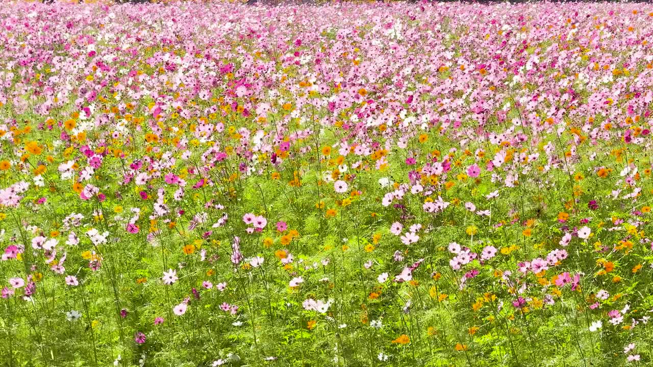 바람에 흔들리는 다채로운 우주 꽃