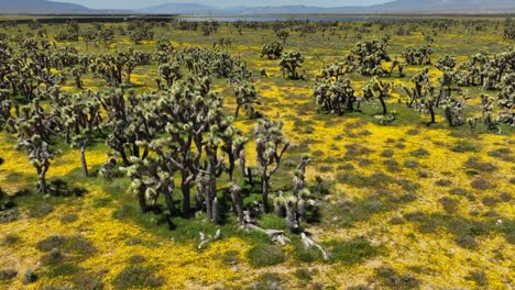 Pull-back-aerial-reveal-of-wildflowers-blooming-in-spring-in-in-a-Joshua-tree-forest-in-the-Mojave-Desert