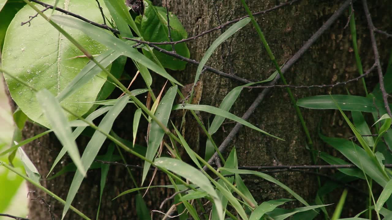 나무 줄기에 있는 덤불에 숨어 있는 정원 도마뱀을 닫은 다음 도망친다