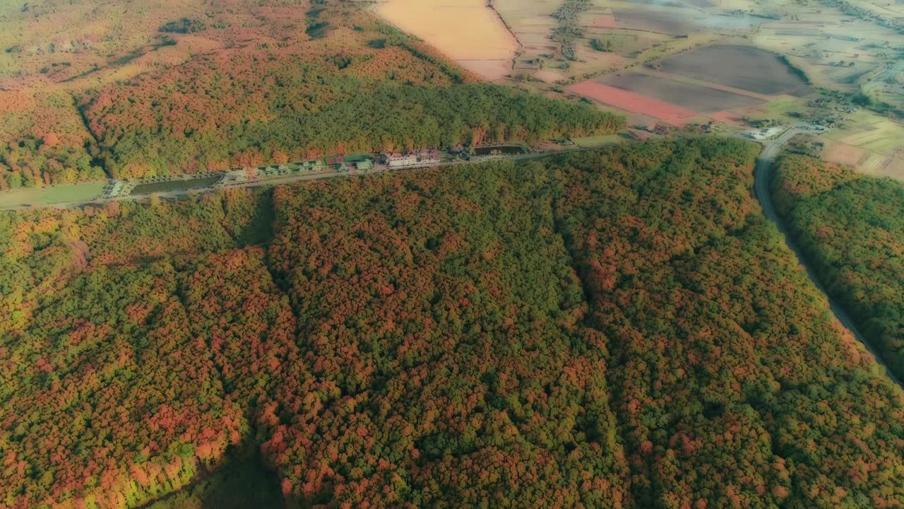 hermoso efecto borroso de la luz del sol brillante que brilla a través de las hojas frescas de los árboles en el bosque.